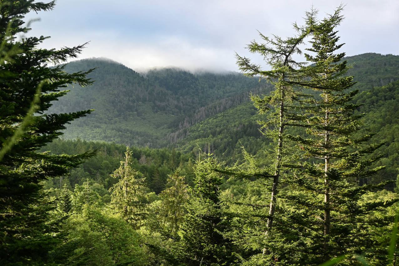 Пик Чехова, image of landscape/habitat.