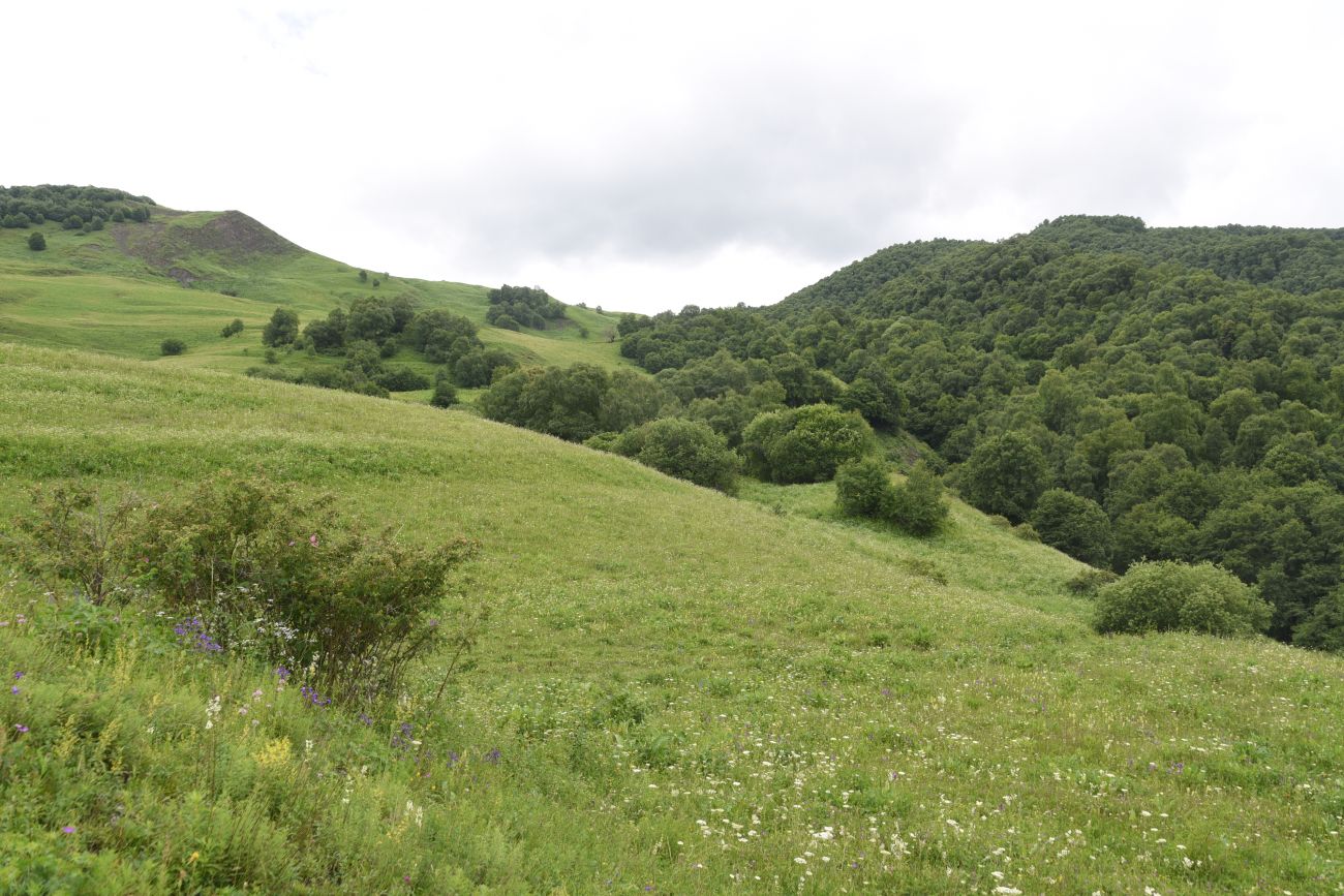 Хакмадой, image of landscape/habitat.