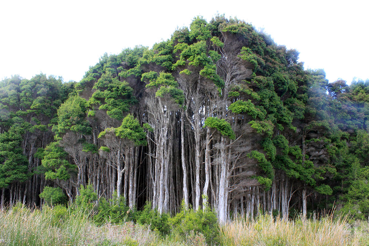 Артур-Пейман, image of landscape/habitat.