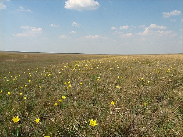 Денисовка, image of landscape/habitat.