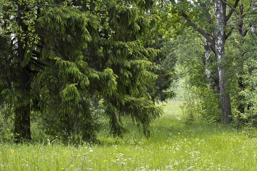 Шлюз №2 канала им. Москвы, image of landscape/habitat.