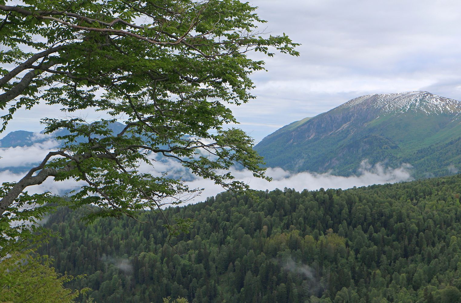 Верховья Пшехи, image of landscape/habitat.