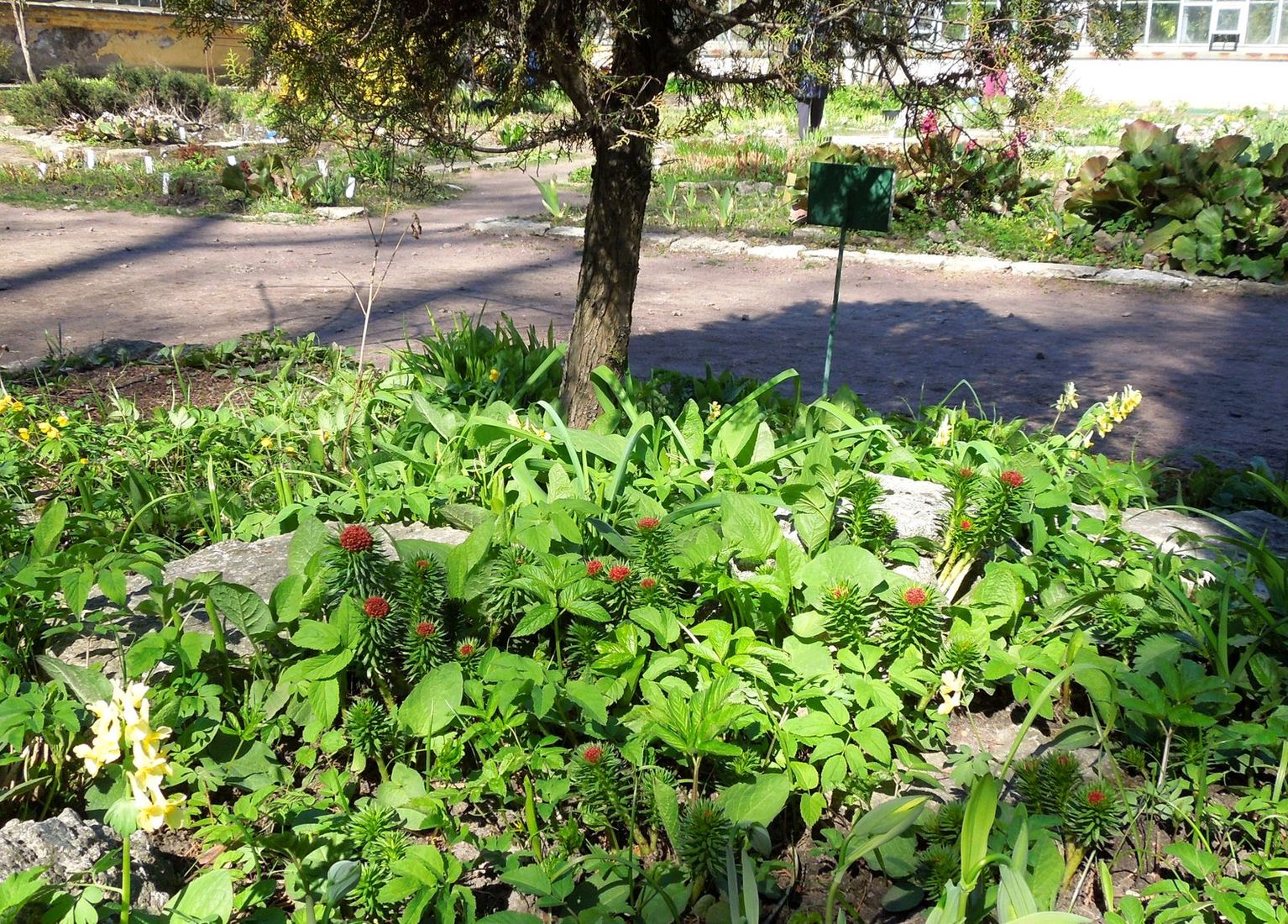 Парк Ботанического института РАН, image of landscape/habitat.