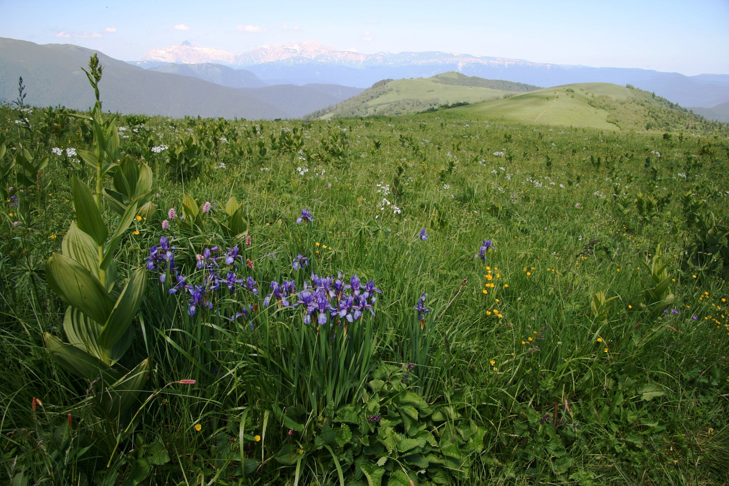 Пастбище Абаго, image of landscape/habitat.