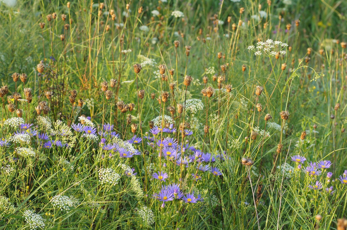 Балка Бирючья, image of landscape/habitat.