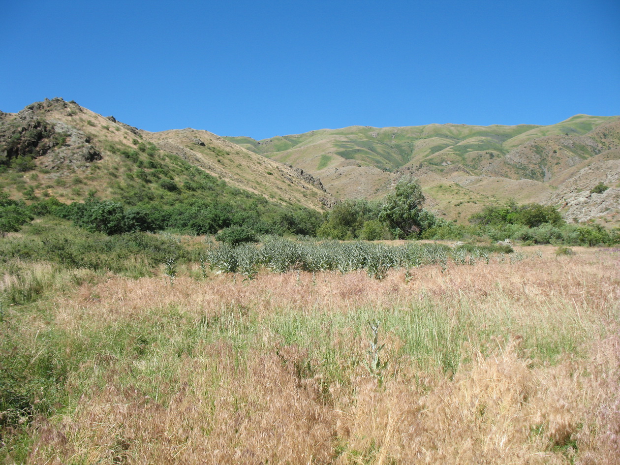 Ущелье Кара-Арча, image of landscape/habitat.