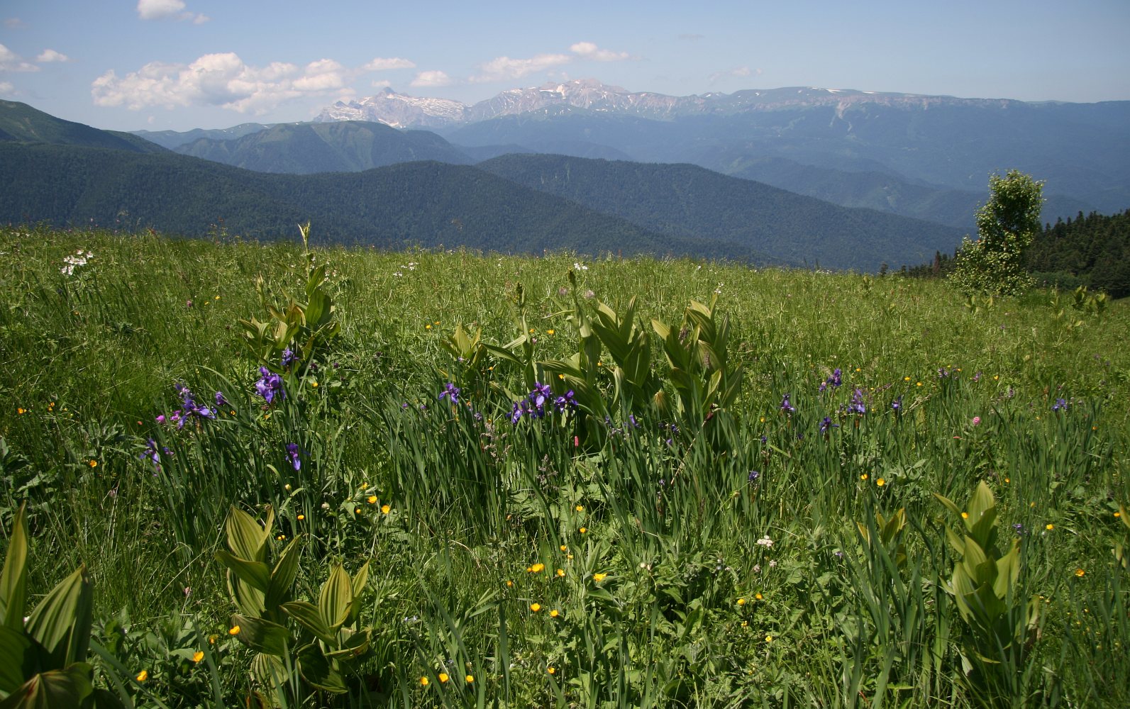 Пастбище Абаго, image of landscape/habitat.