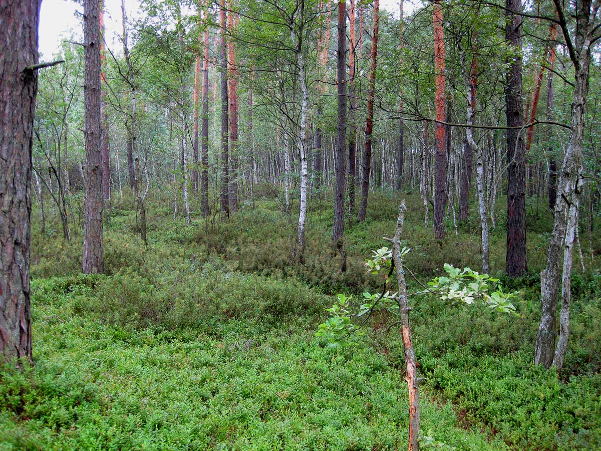 Комарово, песчаная гора, image of landscape/habitat.