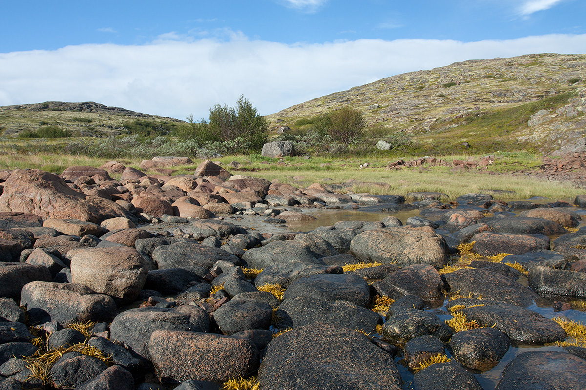 Устье Столбового ручья, image of landscape/habitat.