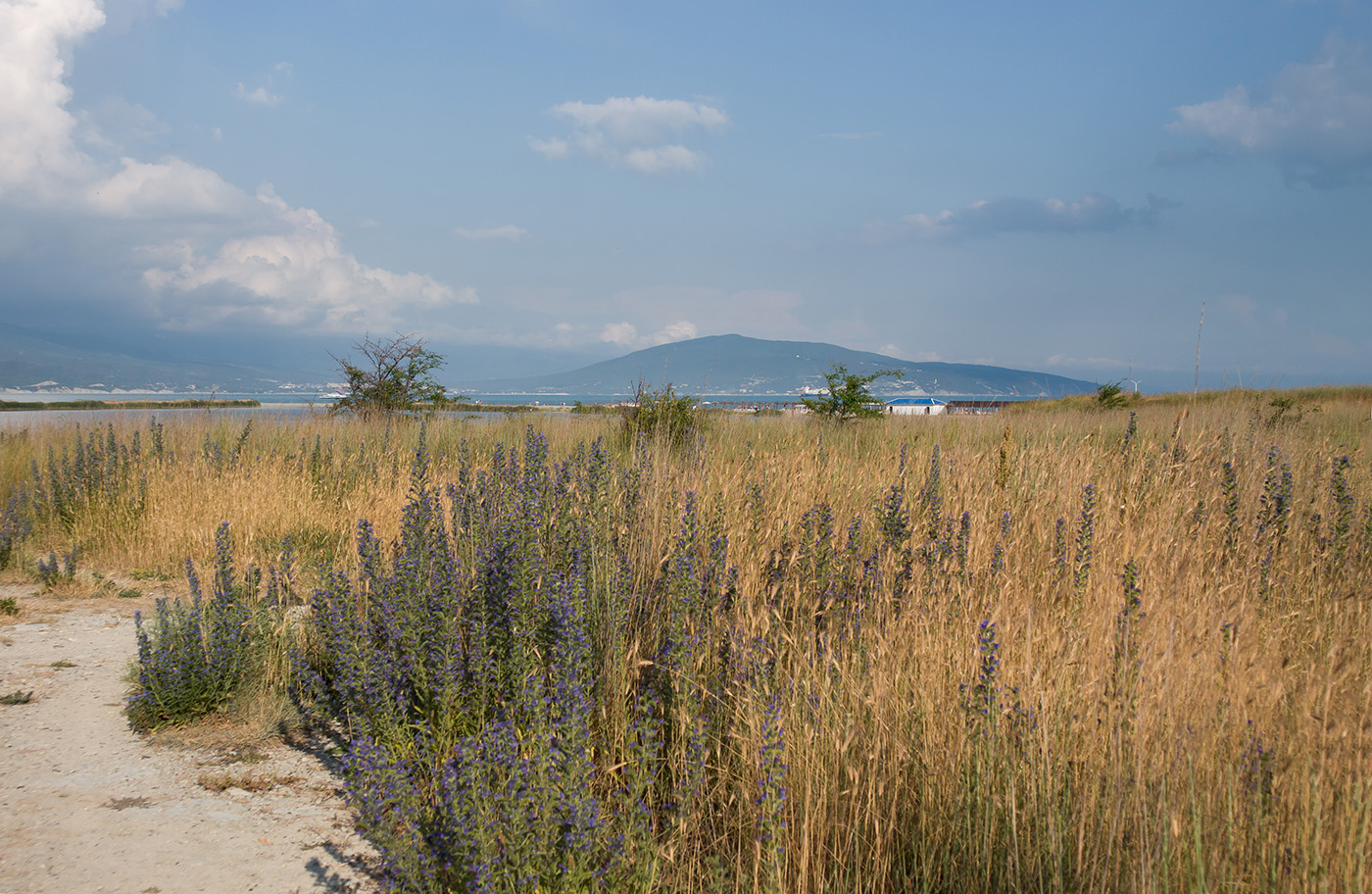 Дендропарк НПИ Куб ГТУ, image of landscape/habitat.