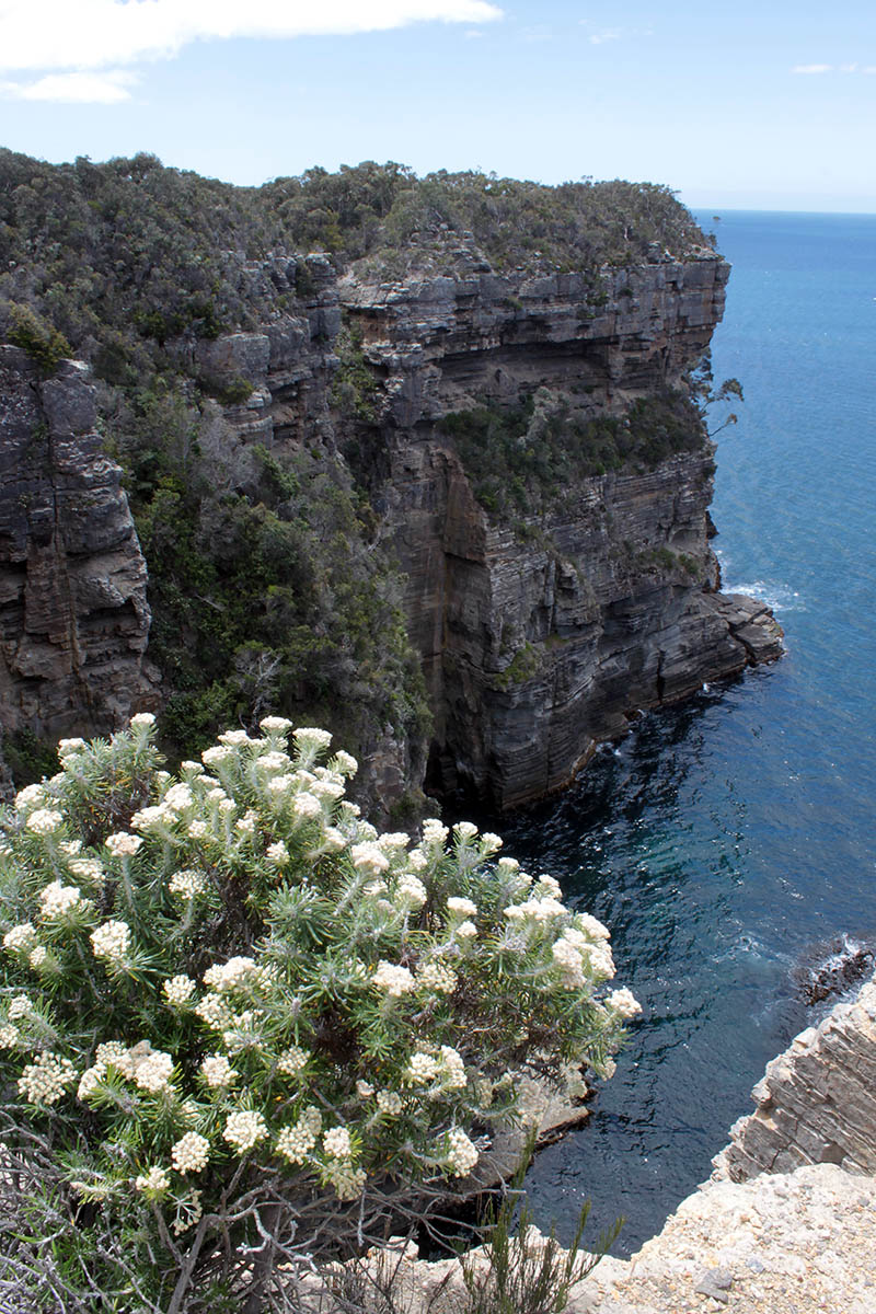 Тасман, image of landscape/habitat.