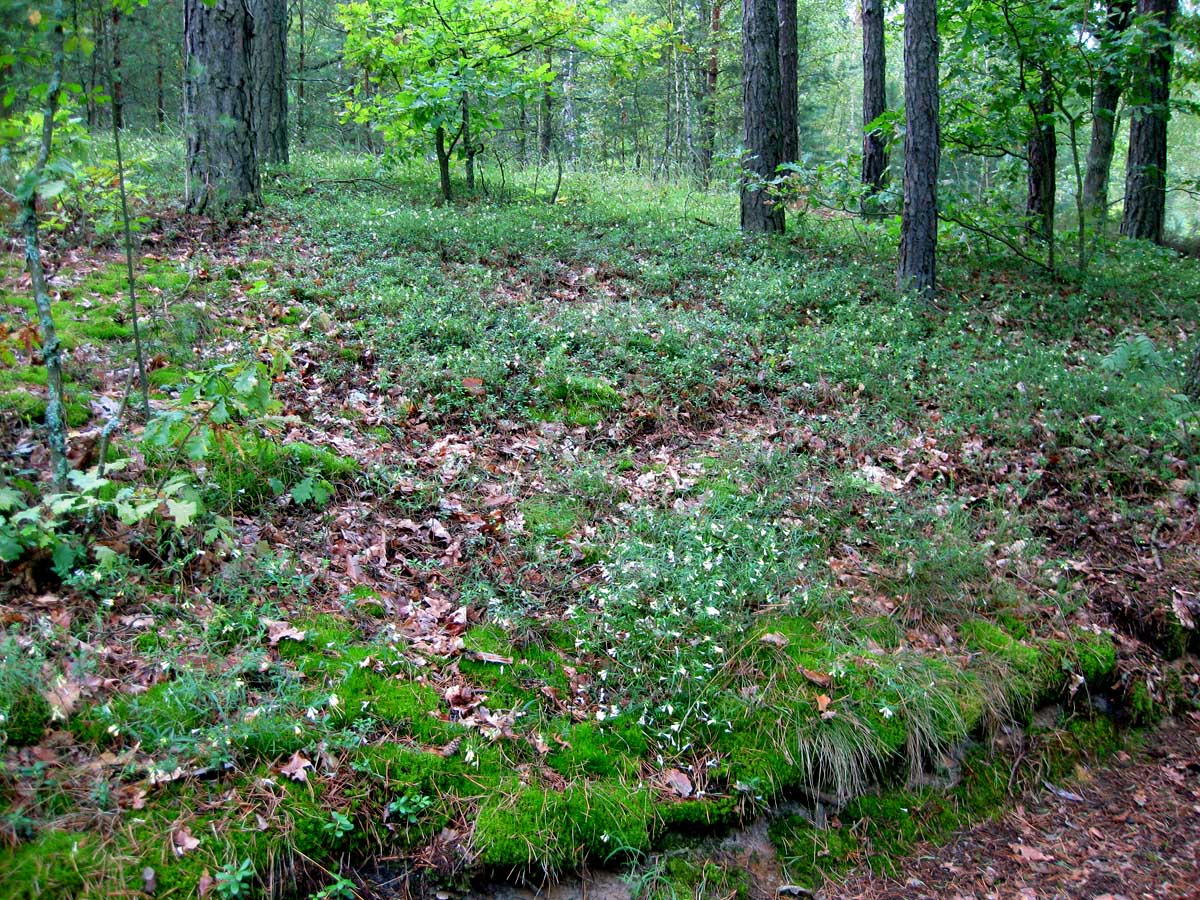 Комарово, песчаная гора, image of landscape/habitat.