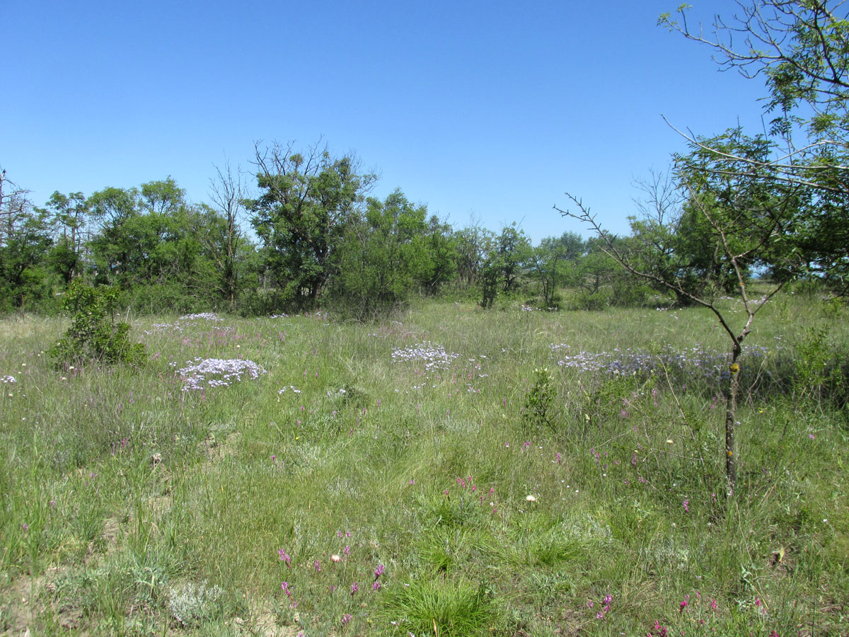 Тепе-Оба, image of landscape/habitat.