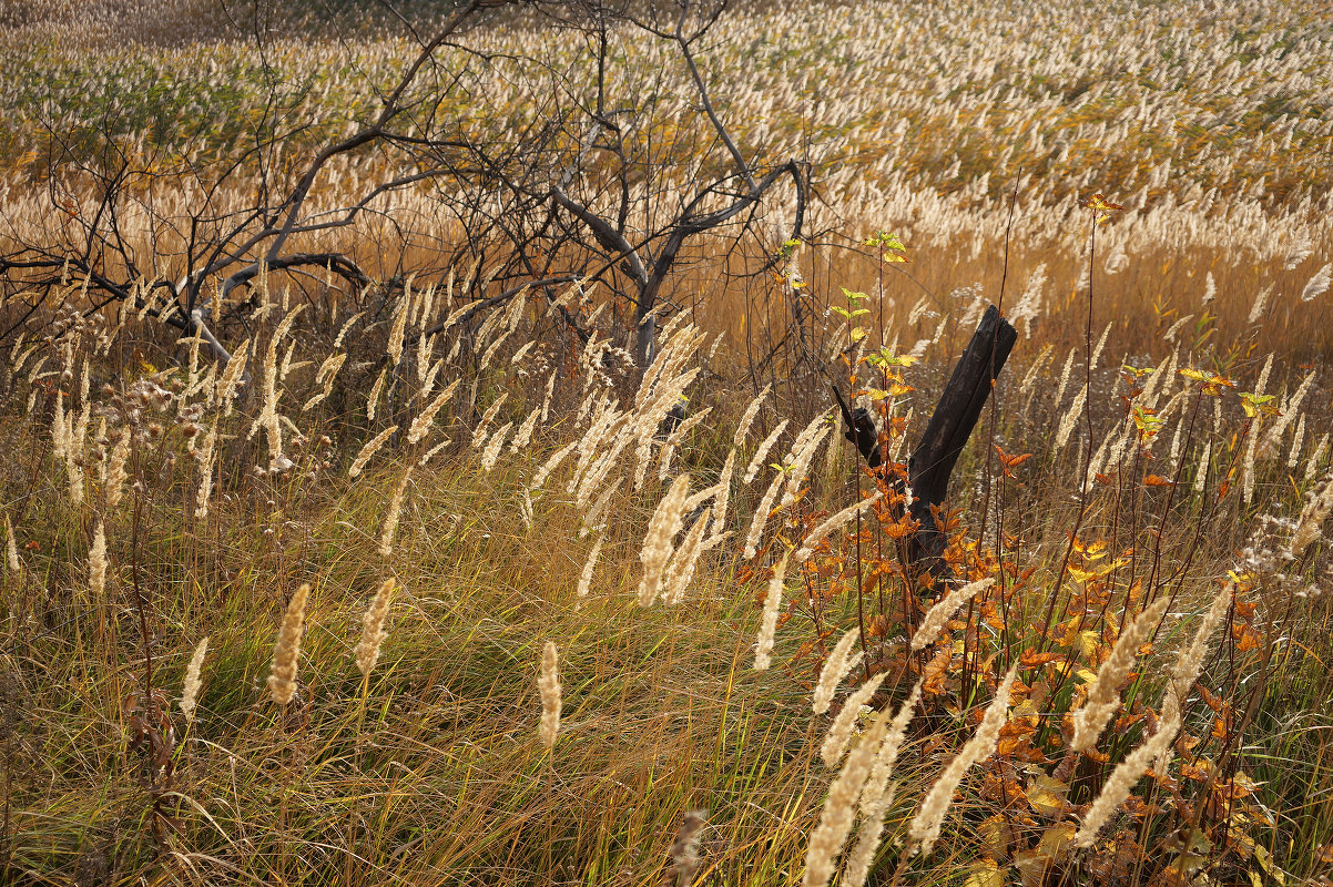 Балка Бирючья, image of landscape/habitat.