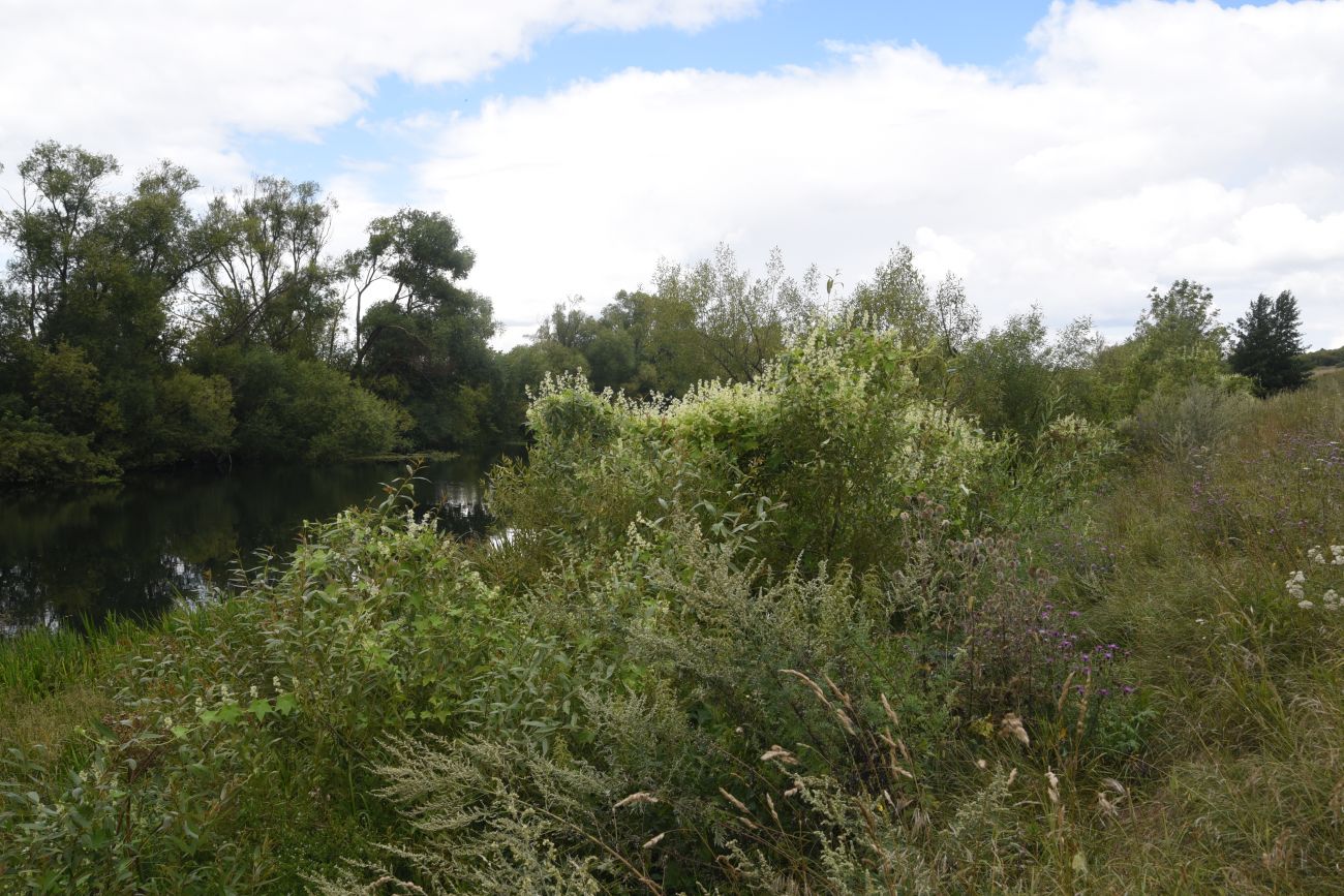 Устье реки Кочуровка, image of landscape/habitat.