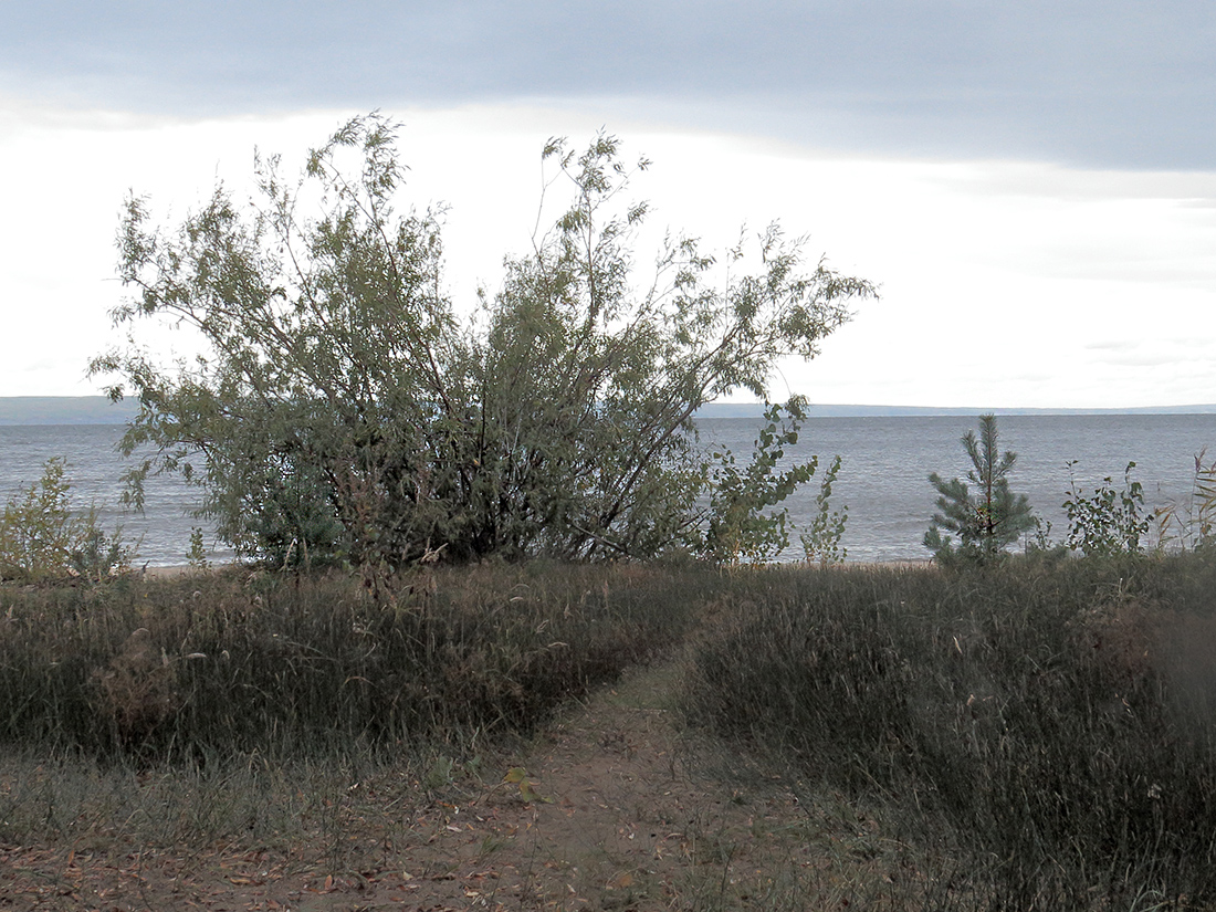 Куйбышевское водохранилище, image of landscape/habitat.