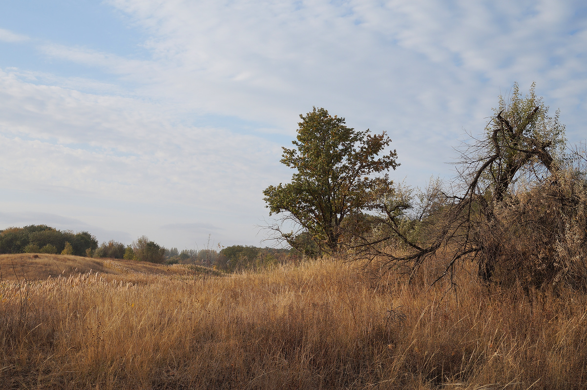 Балка Бирючья, image of landscape/habitat.