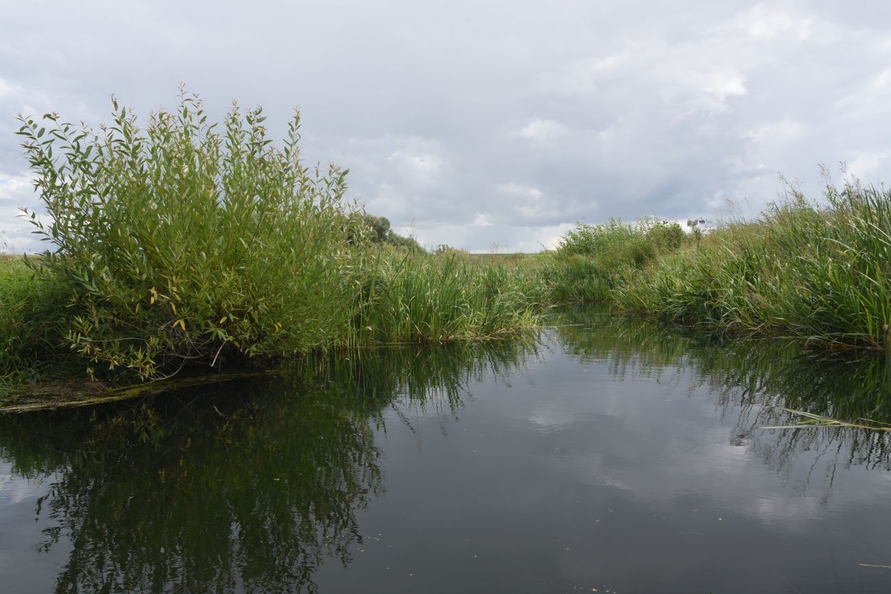 Устье реки Кочуровка, image of landscape/habitat.