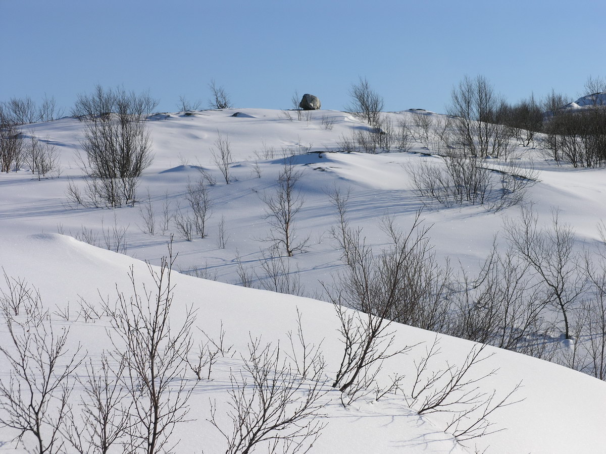 Горелая сопка, image of landscape/habitat.