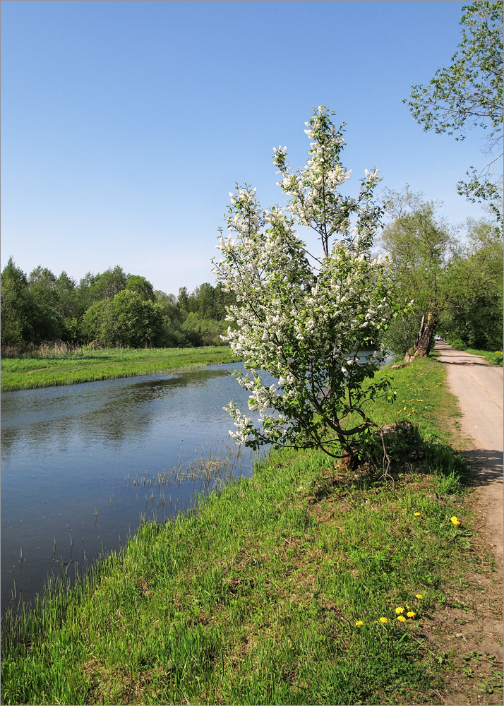 Луговой парк, image of landscape/habitat.