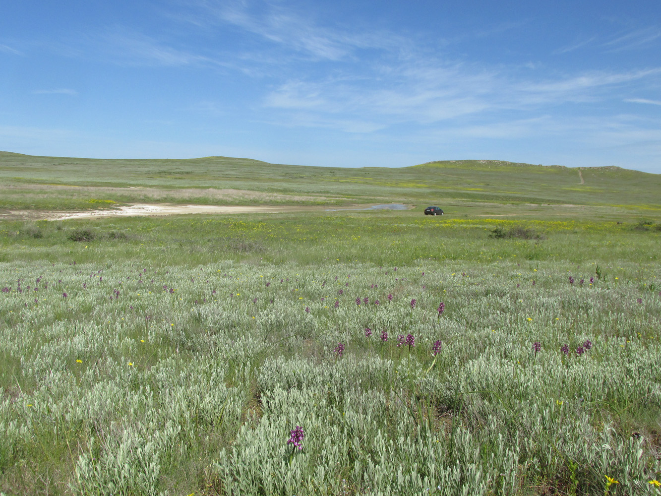 Караларская степь, image of landscape/habitat.