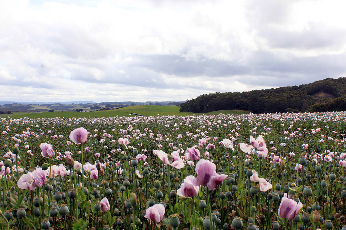 Артур-Пейман, image of landscape/habitat.