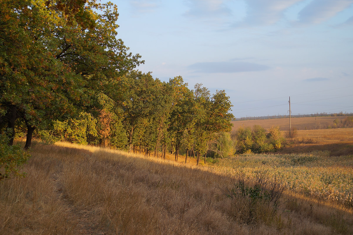 Балка Бирючья, image of landscape/habitat.