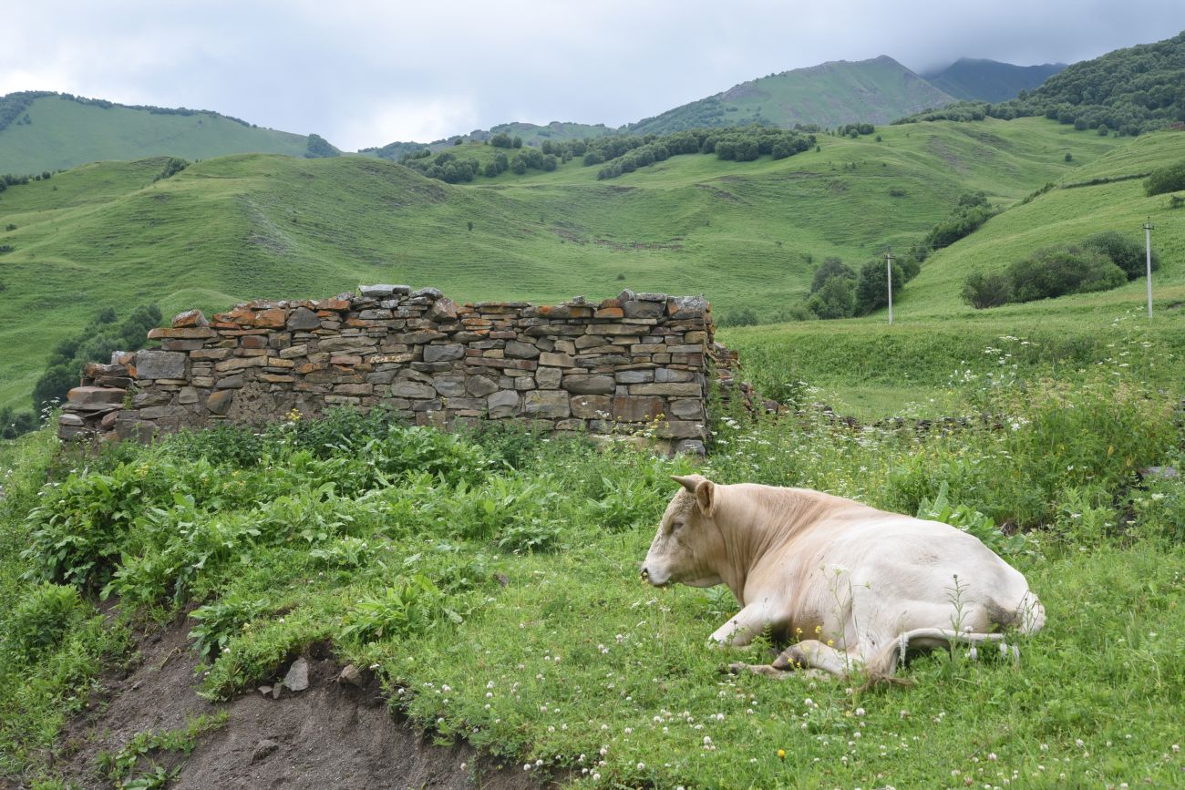 Мальчхиче, image of landscape/habitat.