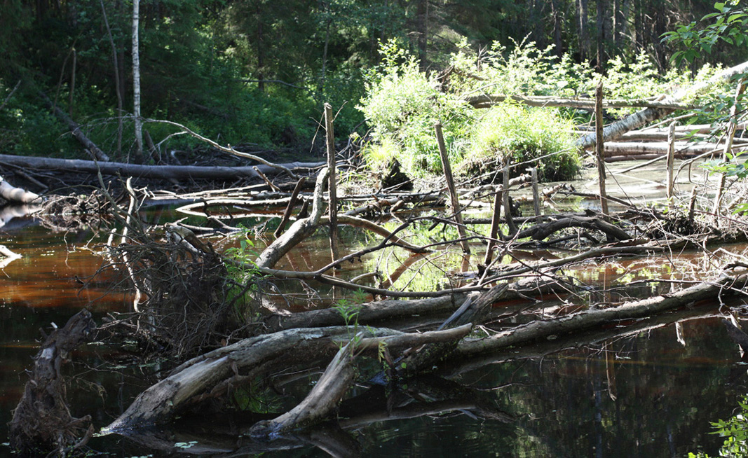 Окрестности деревни Орлово, image of landscape/habitat.