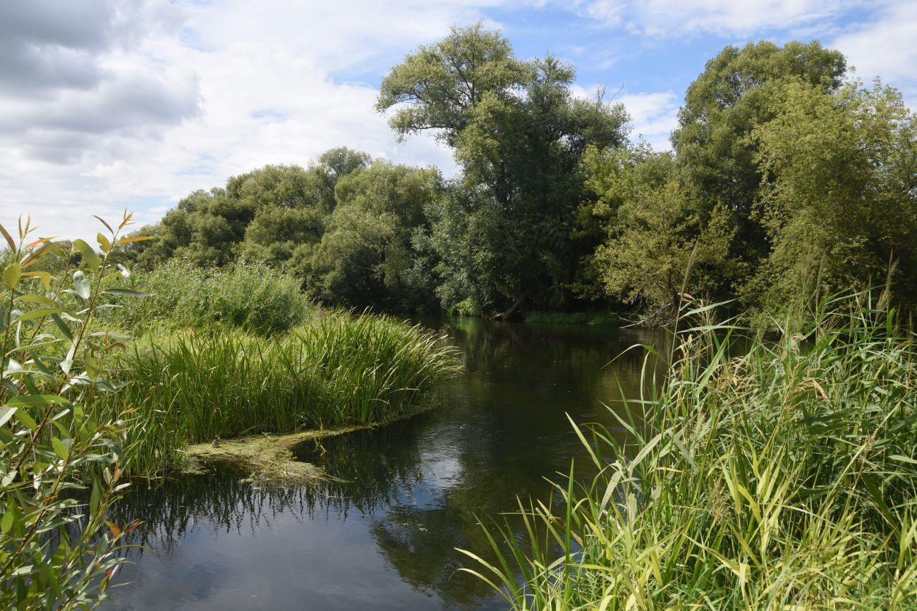 Устье реки Кочуровка, image of landscape/habitat.