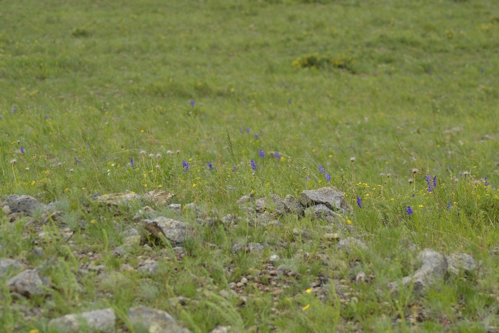 Река Курулга и гора Ундур, image of landscape/habitat.