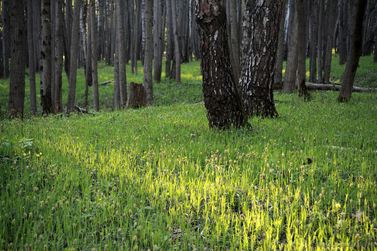 Дубна и окрестности, image of landscape/habitat.