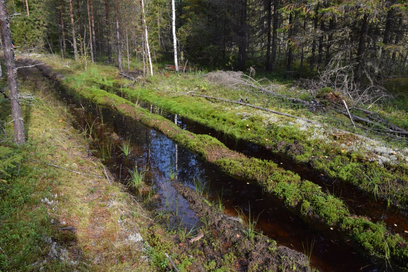 Окрестности устья реки Вига, image of landscape/habitat.