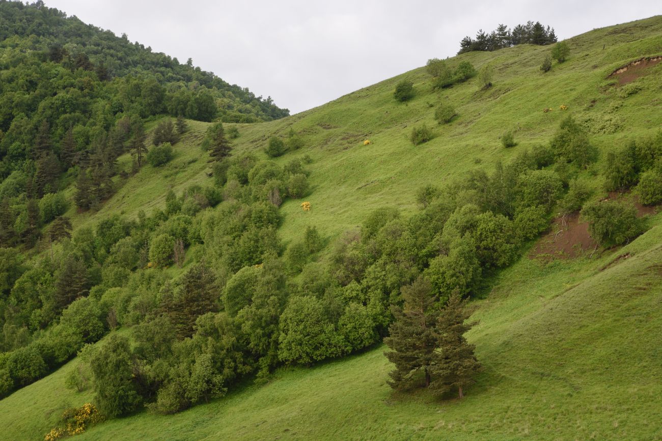 Окрестности урочища Оасег, image of landscape/habitat.