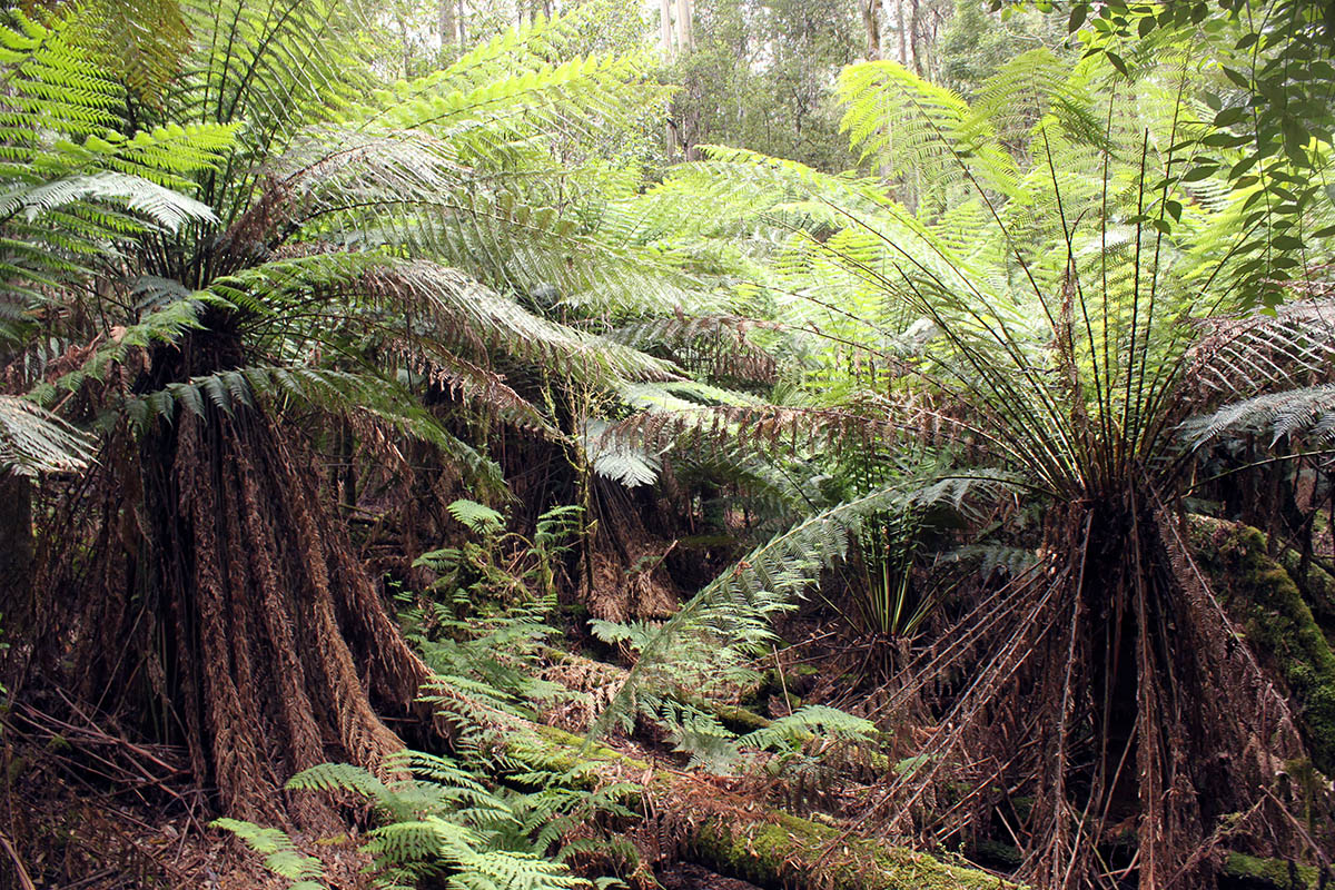 Маунт Филд, image of landscape/habitat.