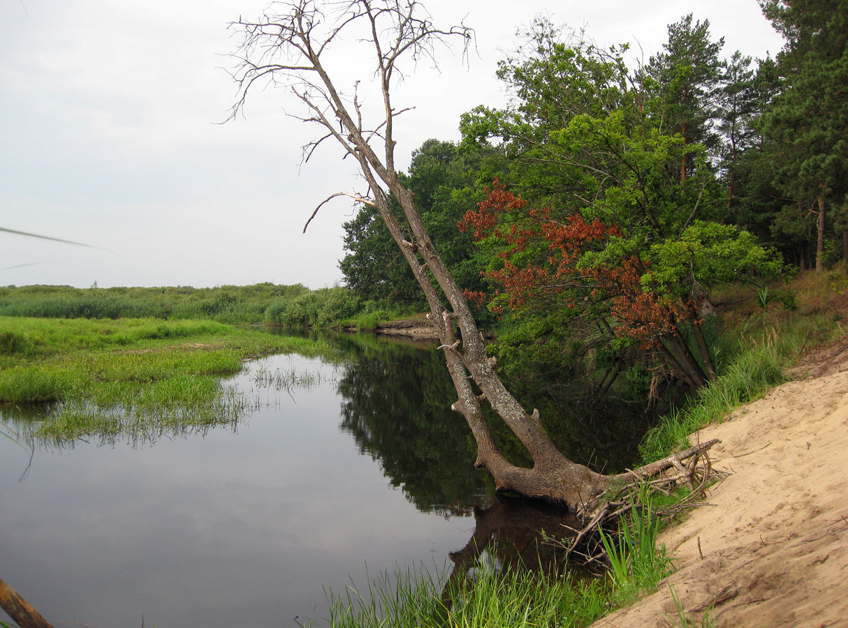 Комарово, песчаная гора, image of landscape/habitat.