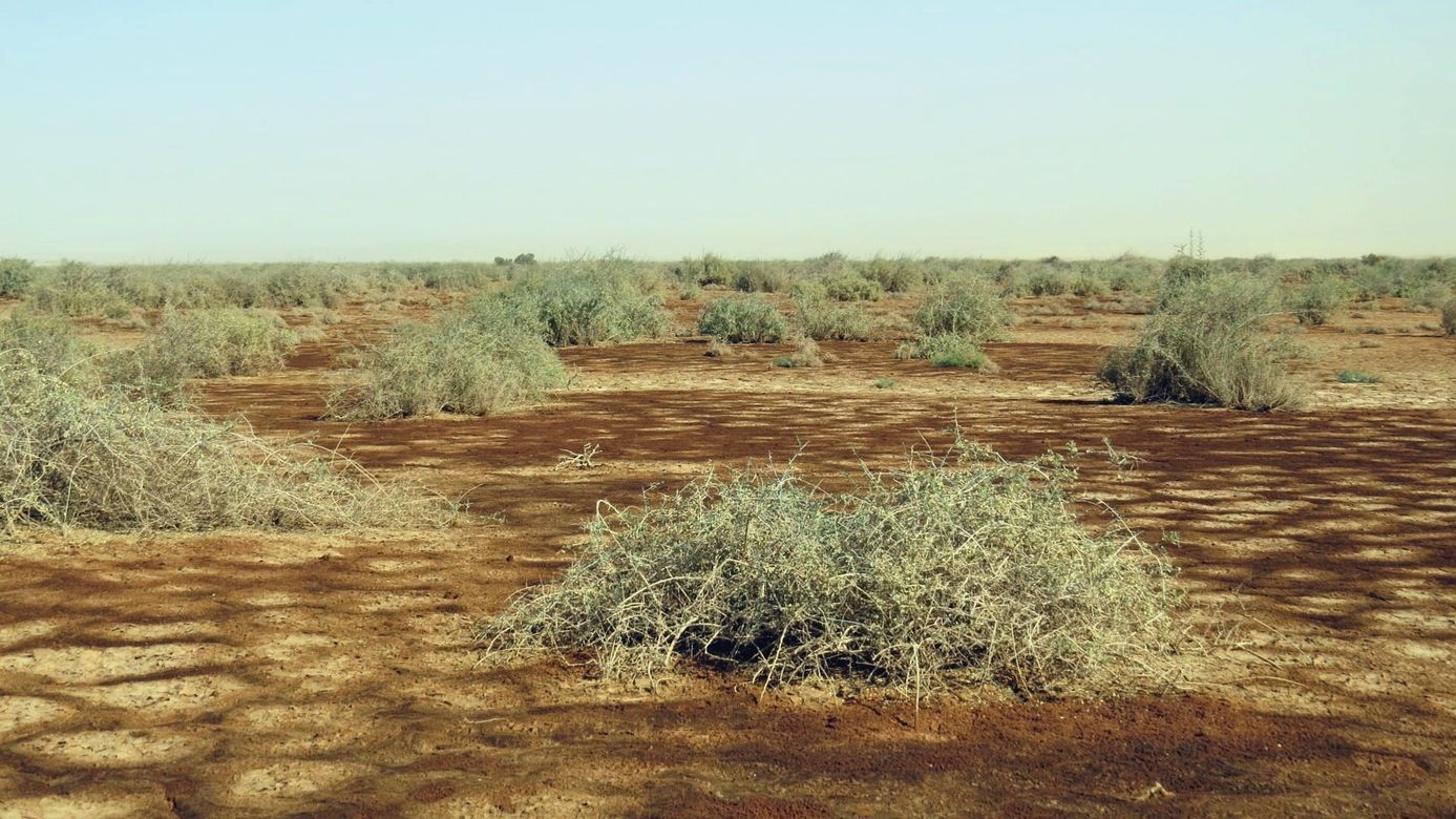 Солончак Эврона, image of landscape/habitat.