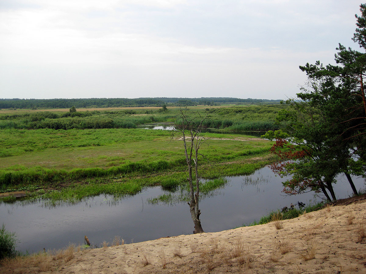 Комарово, песчаная гора, image of landscape/habitat.