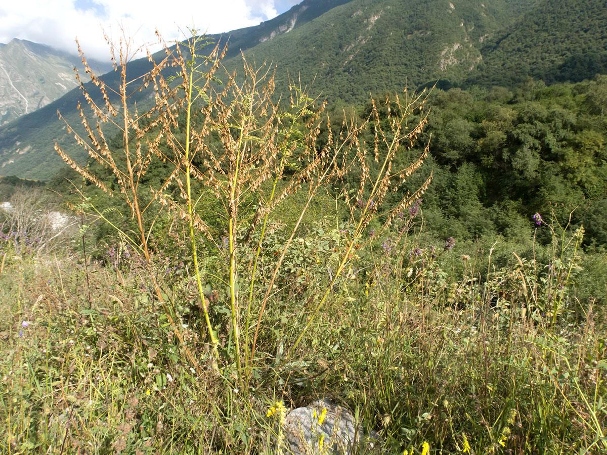 Черек-Хуламский, image of landscape/habitat.