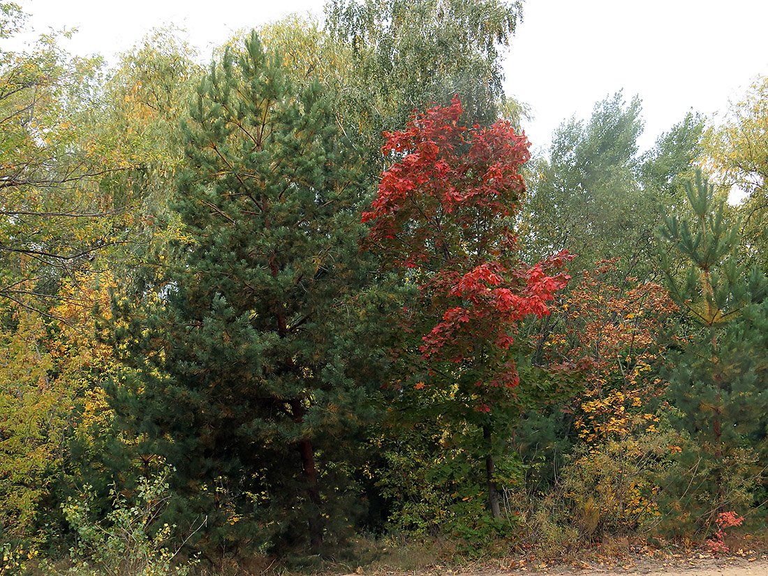 Верхняя Терраса и окрестности, image of landscape/habitat.