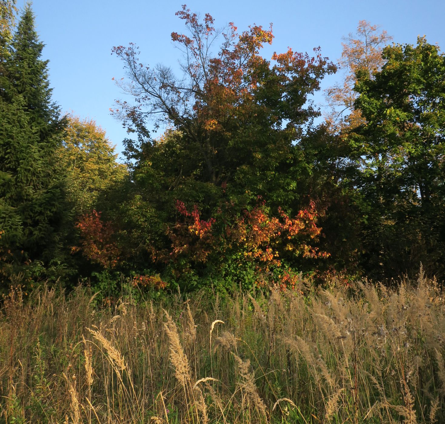 Истра и окрестности, image of landscape/habitat.