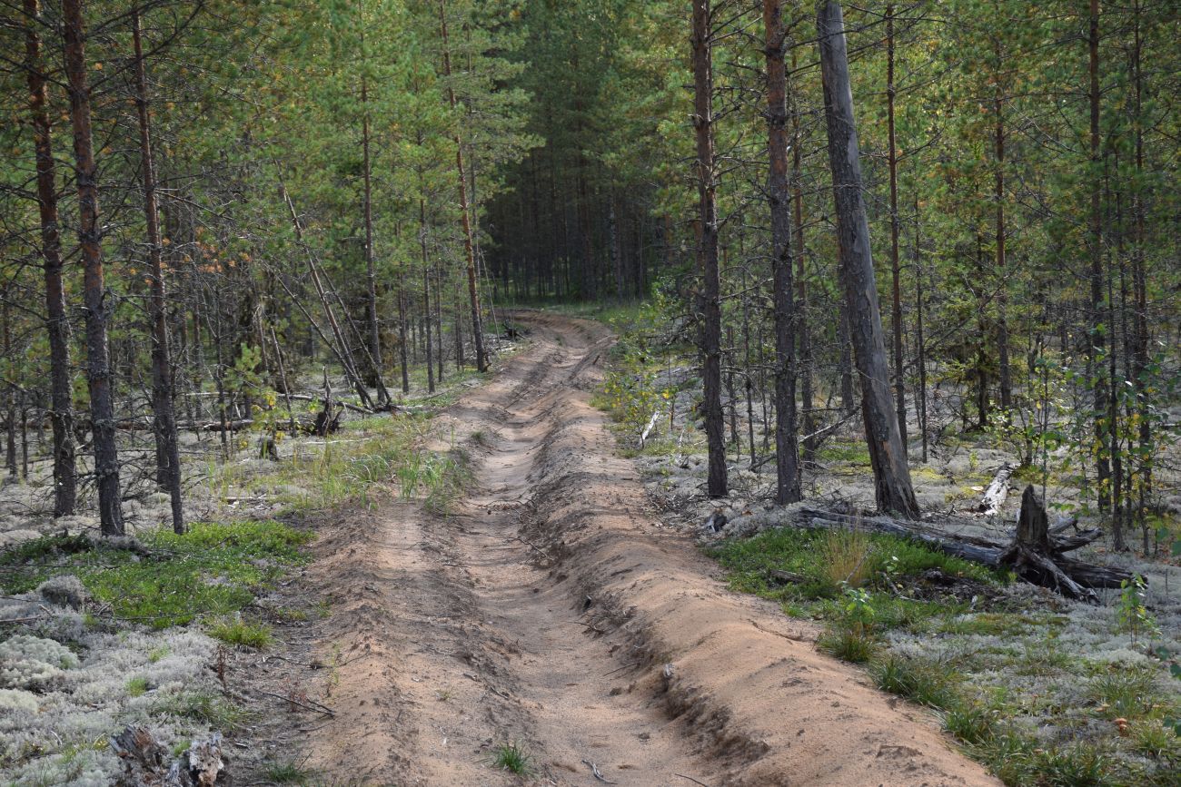 Окрестности устья реки Вига, image of landscape/habitat.