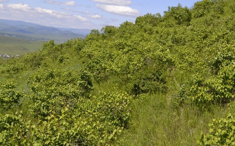 Река Курулга и гора Ундур, image of landscape/habitat.