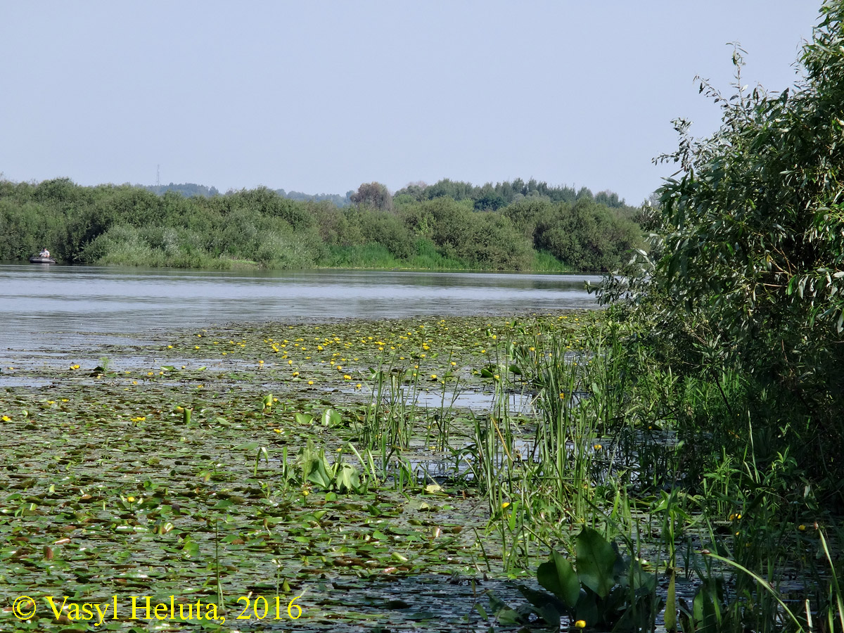 Левый берег Десны, image of landscape/habitat.