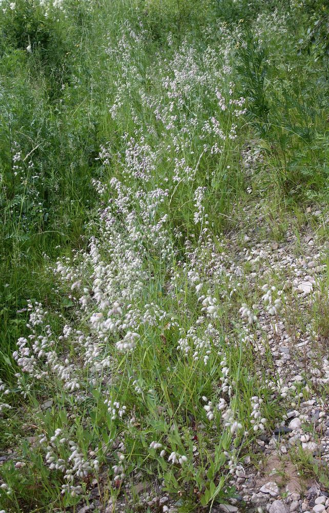 Усть-Шоноша, image of landscape/habitat.