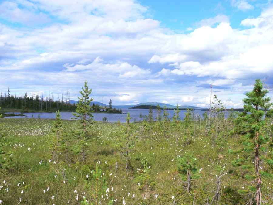 Мончегорск, image of landscape/habitat.