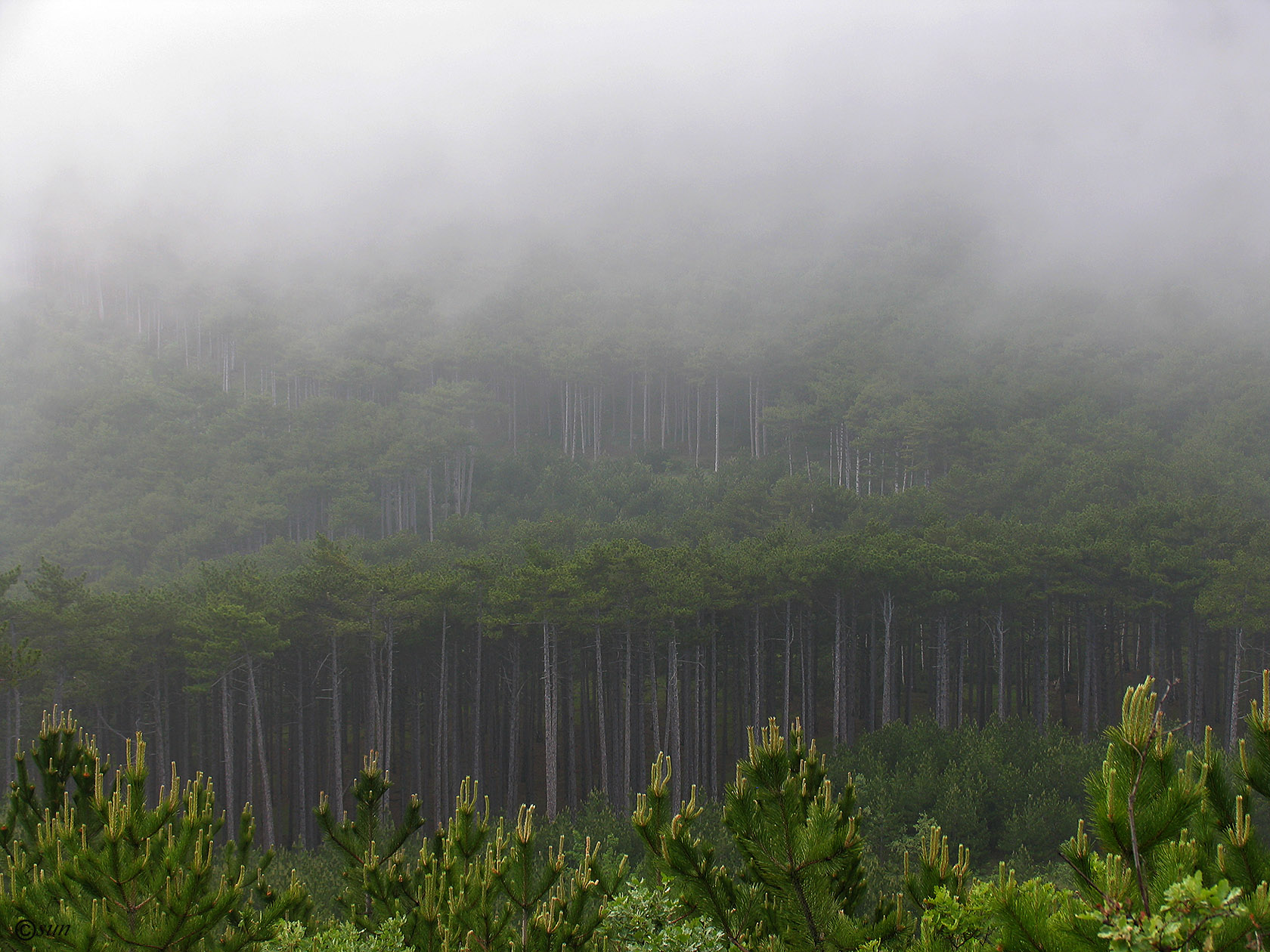 Никитская расселина, image of landscape/habitat.