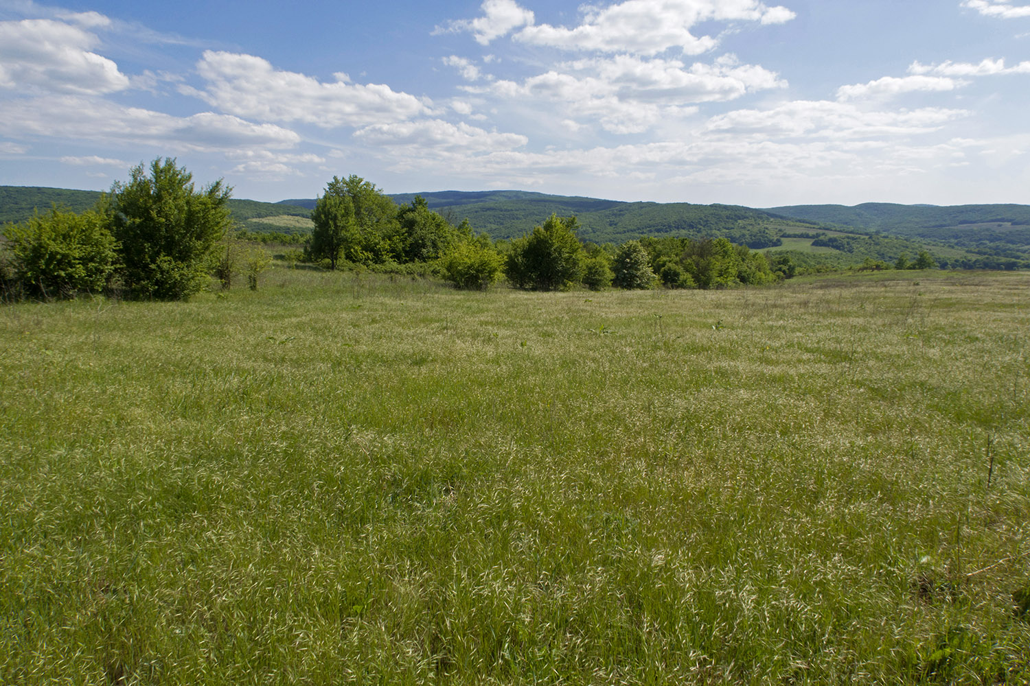 Красный Псебепс, image of landscape/habitat.