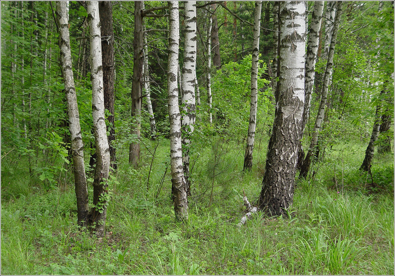 Окрестности Хрипани, image of landscape/habitat.