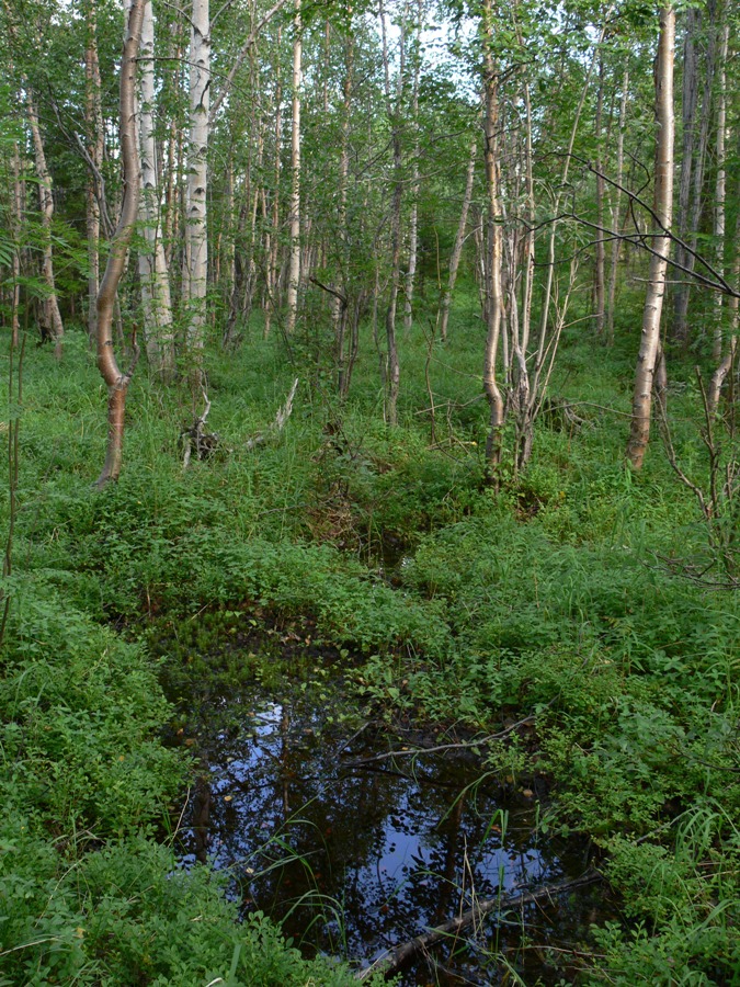 Мончегорск, image of landscape/habitat.